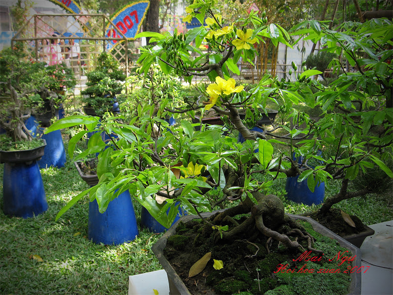 Hoa Mai 06